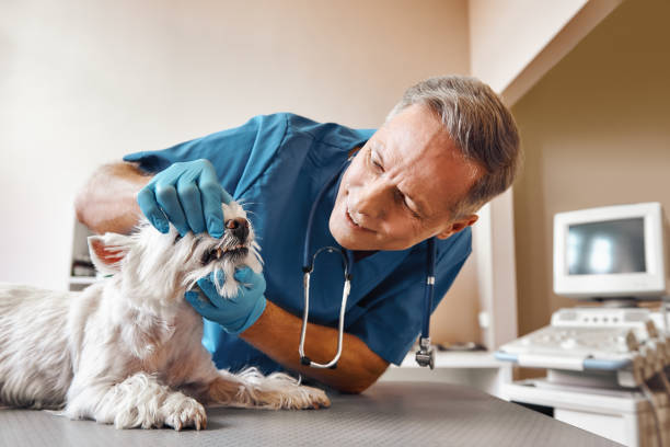 Best Emergency Dentist for Special Needs Patients in Lyons, IL